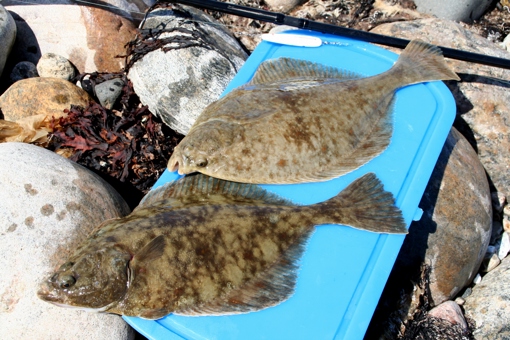 Flunder angeln in Odsherred