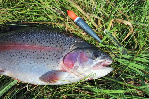 Dänische Forellenseen: herrliche Regenbogenforelle