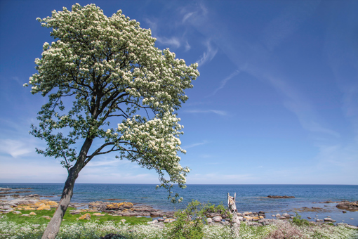 Frühling auf Bornholm