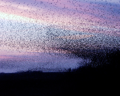 Starenschwärme als Schwarze Sonne auf Römö