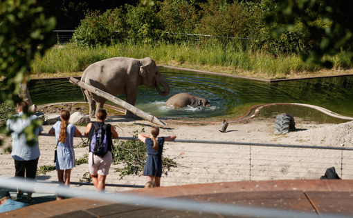 Elefanten im Kopenhagener Zoo