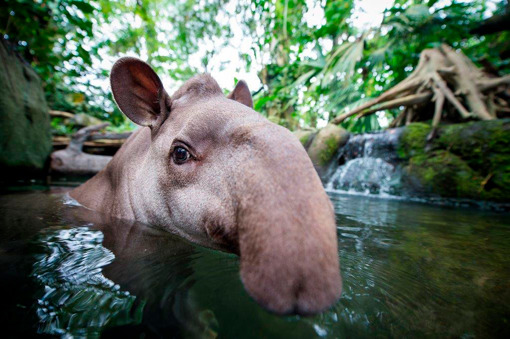 Tapir aus Südamerika