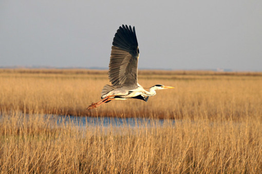 Ein Fischreiher am Rinköbing Fjord