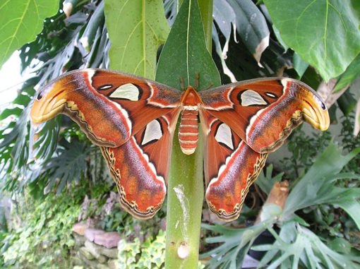 Schmetterling im Sommerfuglepark