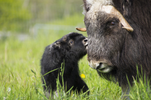 Moschusochse mit Kind