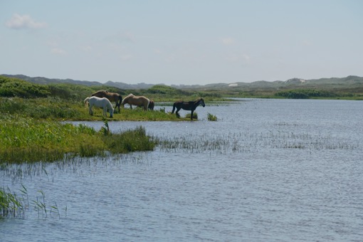 Wildpferde in der Natur bei Bork Havn