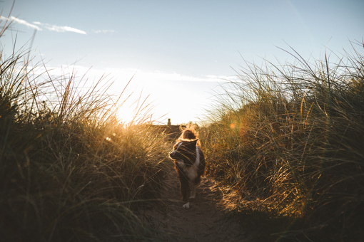 Mit dem Hund in den Dünen