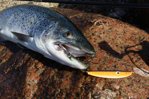 Meerforelle in Dänemark