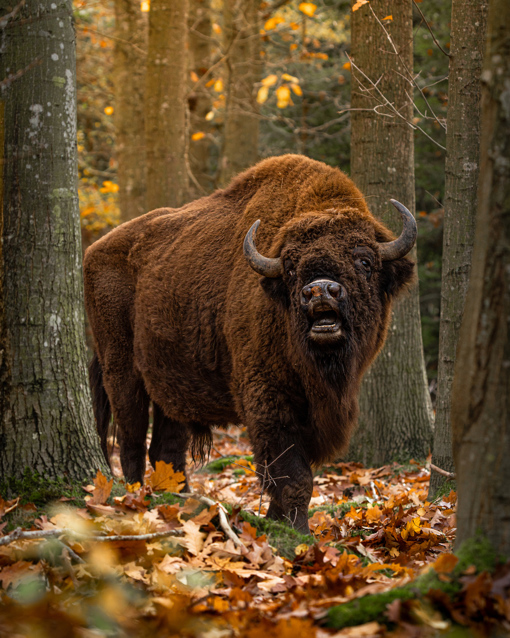 Imposanter, freilebender Bison zwischen Bäumen und Herbstlaub im Waldgebiet Almindingen im Herzen der Ostseeinsel Bornholm