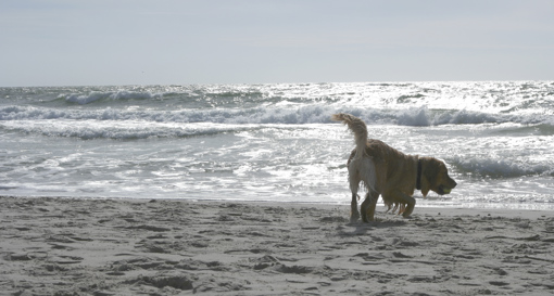 Hund am Strand in Hvide Sande