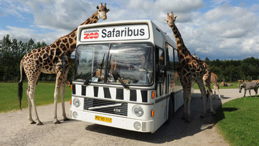 Giraffen beim Sarafibus im Givskud Zoo 