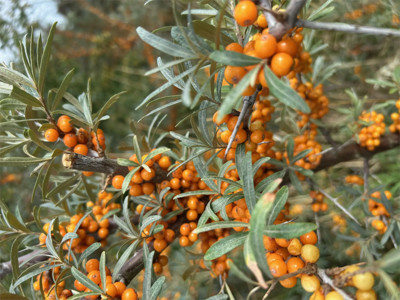 Spätsommerpost aus Dänemark