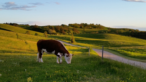 Kuh auf der grünen Insel Samsö