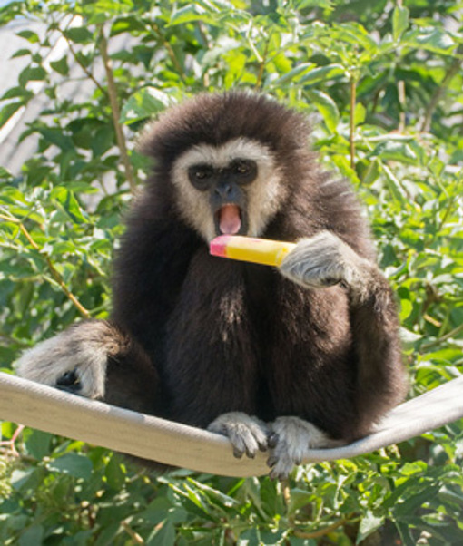 Affe im Odsherred Zoo